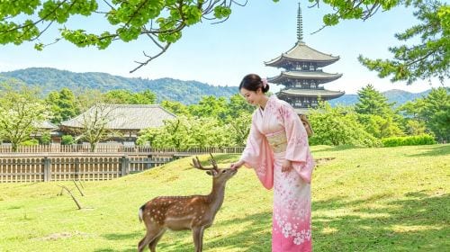 Kyoto and Nara day tour - Arashiyama, Nara Park, Fushimi Inari's thousand torii gates and Sagano scenic train Day Tours