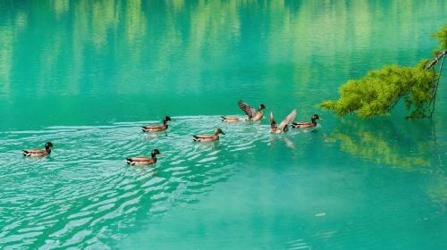 Kyoto and Nara day tour - Arashiyama, Nara Park, Fushimi Inari's thousand torii gates and Sagano scenic train Day Tours
