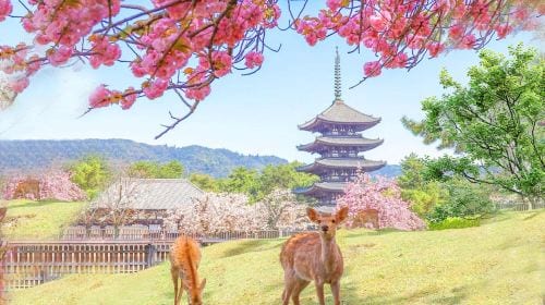 Kyoto and Nara day tour - Arashiyama, Nara Park, Fushimi Inari's thousand torii gates and Sagano scenic train Day Tours