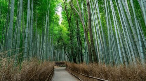 Kyoto Nara 1-day tour | Nara Park + Arashiyama + Fushimi Inari | Departure from Osaka/Kyoto Day Tours