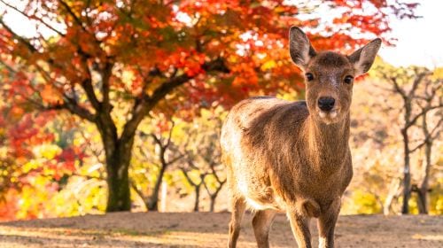 Kyoto Arashiyama + Nara Park + Fushimi Inari Taisha Photography Tour (Departing from Osaka/Kyoto) Day Tours