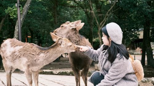 [Osaka Departure] Kyoto & Nara One-Day Tour | Kiyomizu-dera Temple + Fushimi Inari Shrine + Nara Park (13-person small group · English service · pure play, no-shopping tour) Day Tours