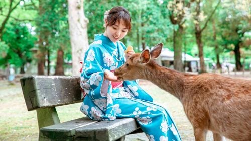 [Osaka Departure] Kyoto & Nara One-Day Tour | Kiyomizu-dera Temple + Fushimi Inari Shrine + Nara Park (13-person small group · English service · pure play, no-shopping tour) Day Tours