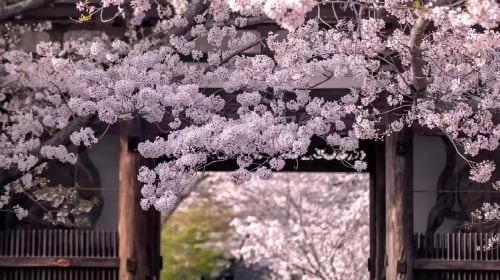 [Osaka Departure] Kyoto & Nara One-Day Tour | Kiyomizu-dera Temple + Fushimi Inari Shrine + Nara Park (13-person small group · English service · pure play, no-shopping tour) Day Tours