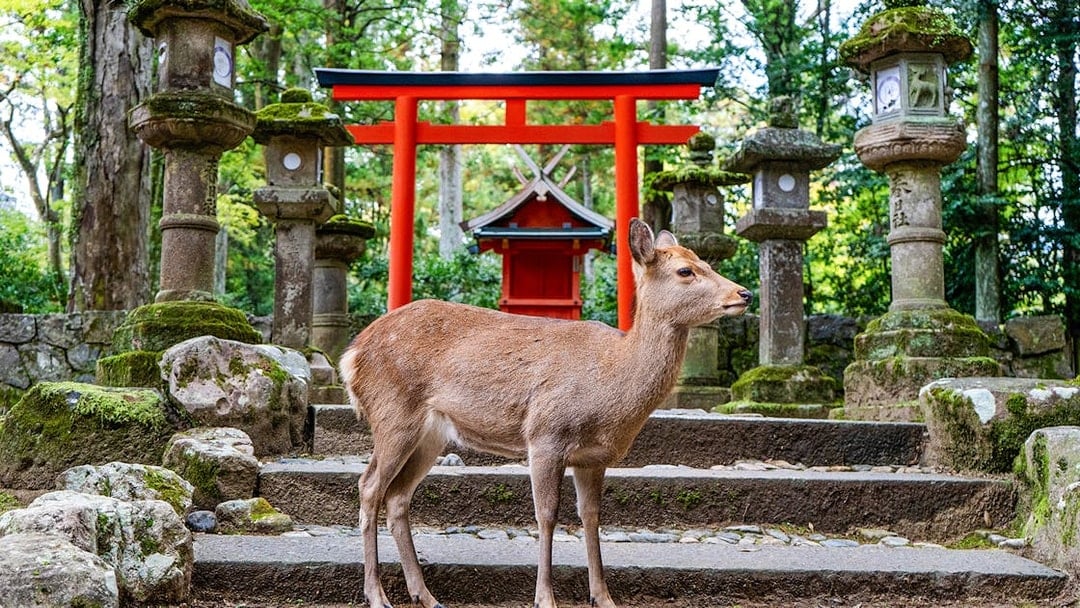 Kyoto & Nara by Private Car: Temples, Deer Park & Scenic Stops