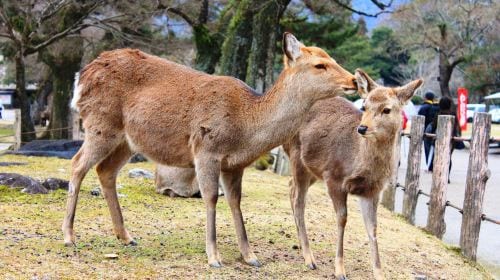 Kyoto + Nara + Uji One-Day Tour: Gion Garden/Yasaka Shrine/Kinshi Market [Group of 9] Day Tours