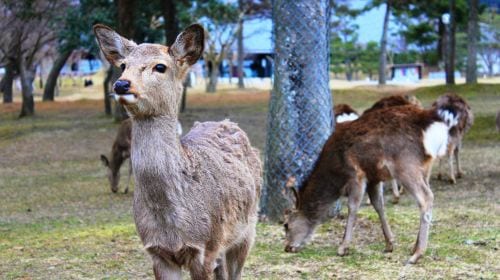 Kyoto + Nara + Uji One-Day Tour: Gion Garden/Yasaka Shrine/Kinshi Market [Group of 9] Day Tours
