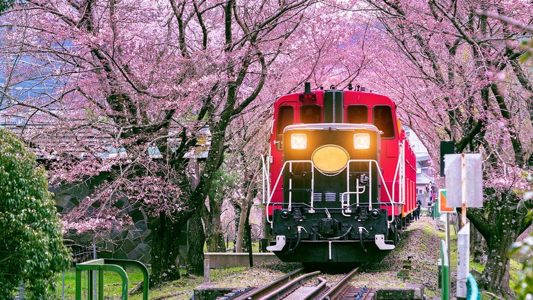Red train on Sagano Romantic Train Ride through cherry blossoms in Kyoto.