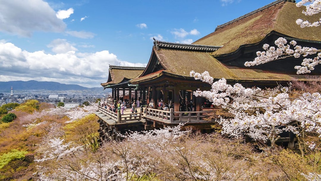 Kiyomizu-dera Temple in Kyoto with cherry blossoms, part of a day tour from Osaka Namba.
