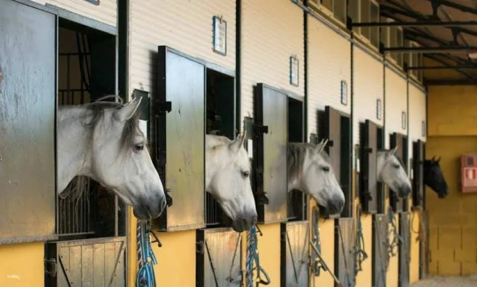 La Cartuja Stud Farm Ticket
