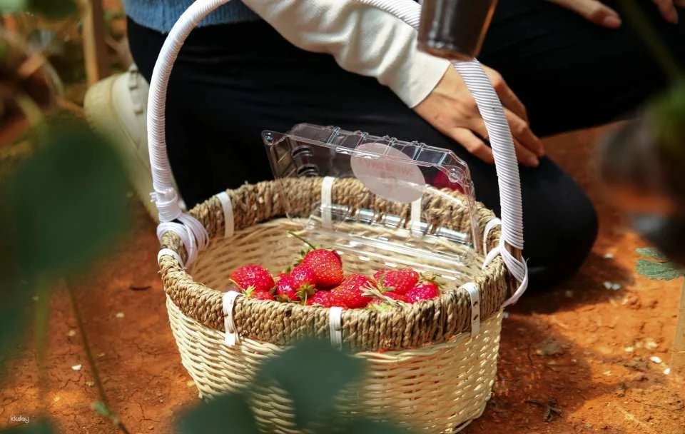 LangBiang Land Ticket in Da Lat