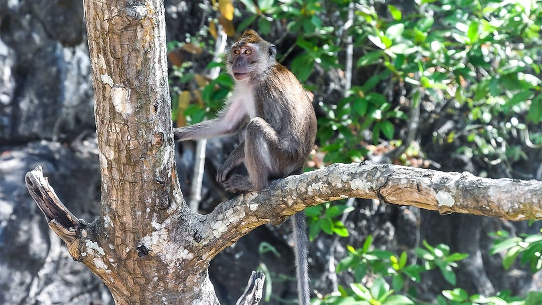 Monkey perched on a tree branch in Langkawi's Black Mangroves forest during a mangrove tour.