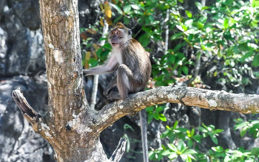 Langkawi Mangrove Kayak Tour Image 8