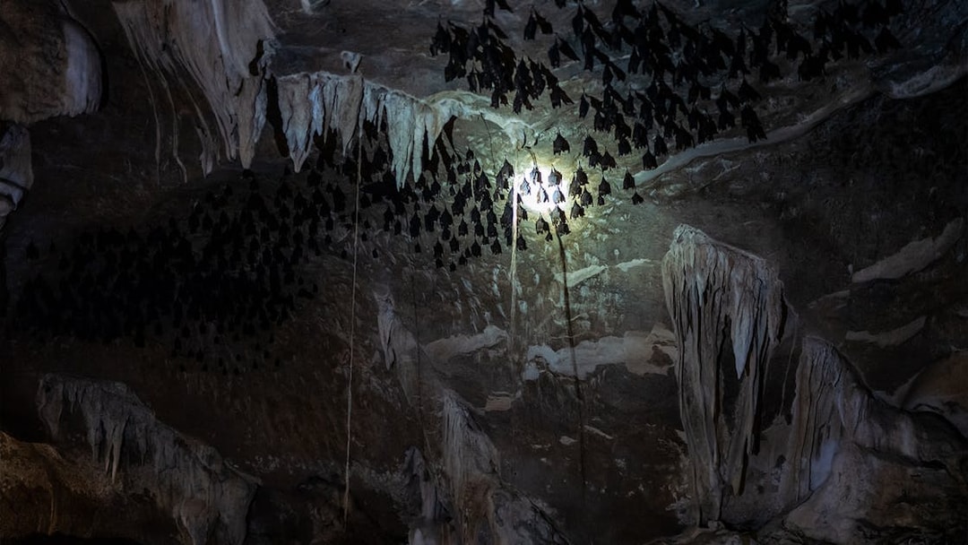 Bats hanging in a cave at Kilim Karst Geoforest Park, Langkawi, Malaysia.