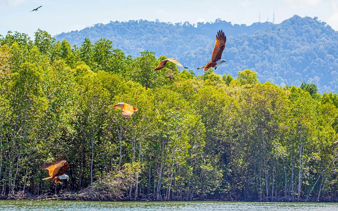 Langkawi Mangrove Tour Image 6