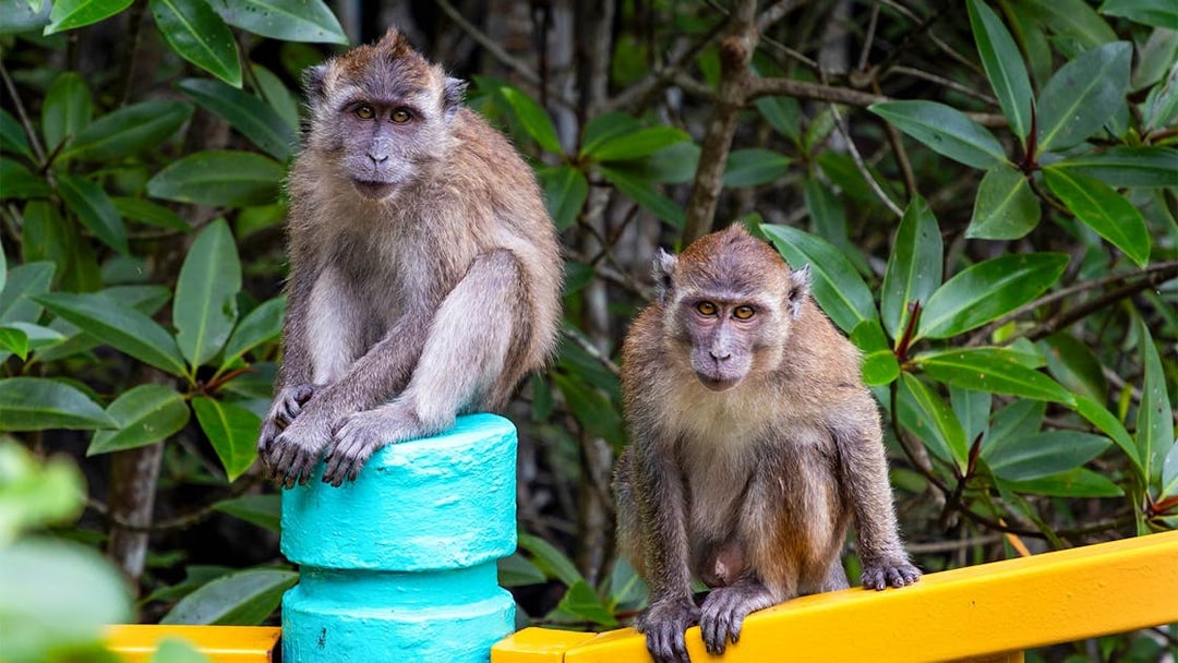 Monkeys sitting on colorful railing in Kilim Geoforest Park, Langkawi Island, Malaysia.