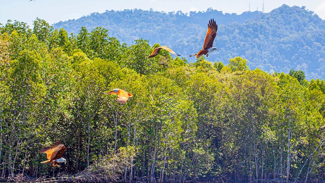Eagles flying over mangrove forest in Langkawi, Malaysia.