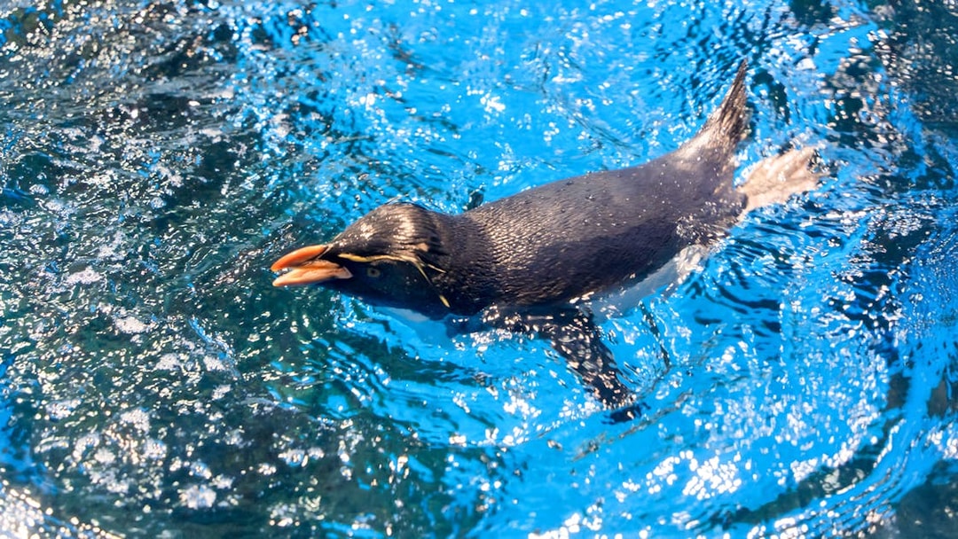 Rockhopper penguin swimming in open aquarium exhibit.