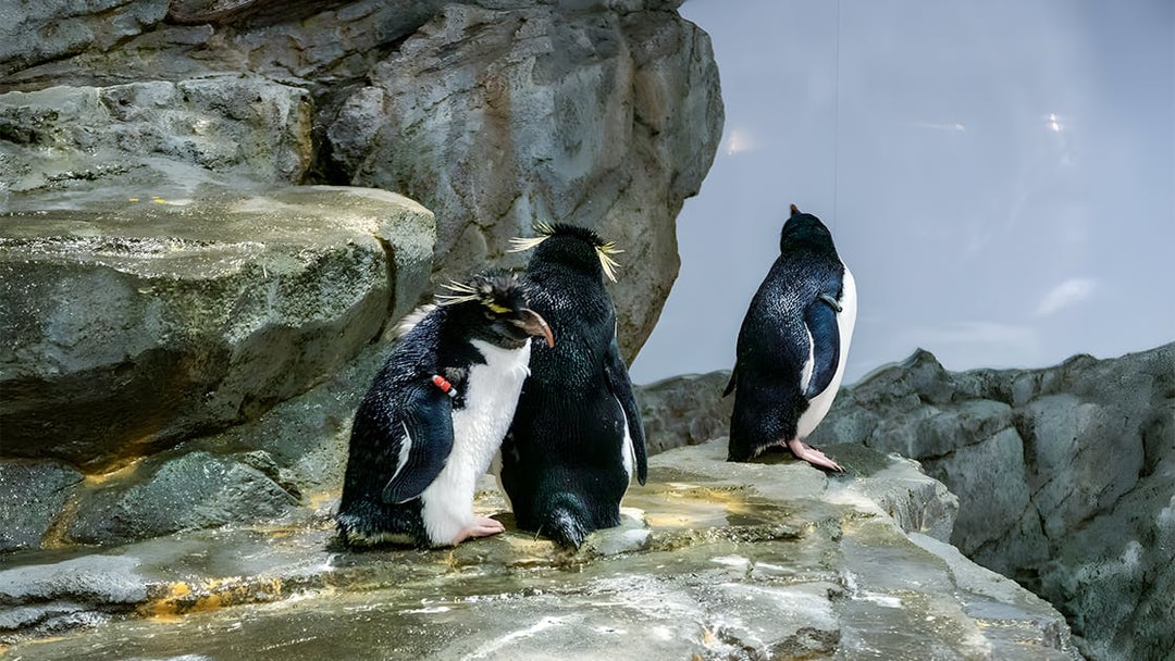 Rockhopper penguins standing on rocky surface at aquarium.