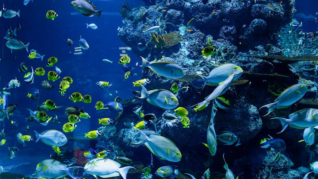 Colorful tropical fish swimming in a coral reef tank at Langkawi Underwater World.
