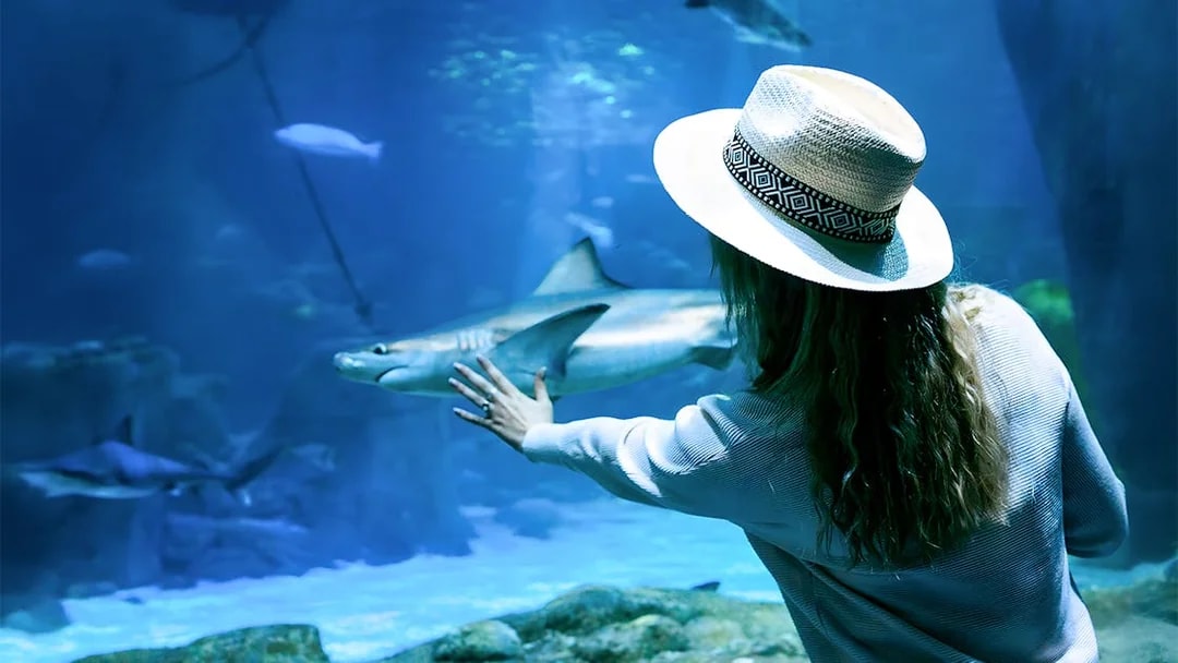Woman in underwater tunnel reaching towards shark through glass.