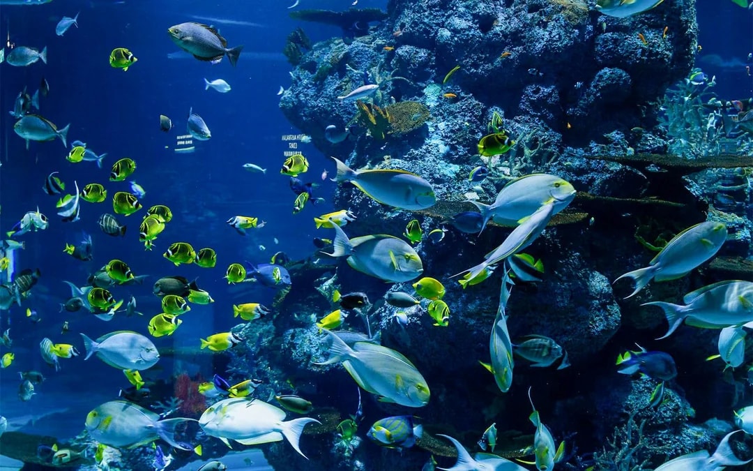 Langkawi Underwater World Tickets Image 3