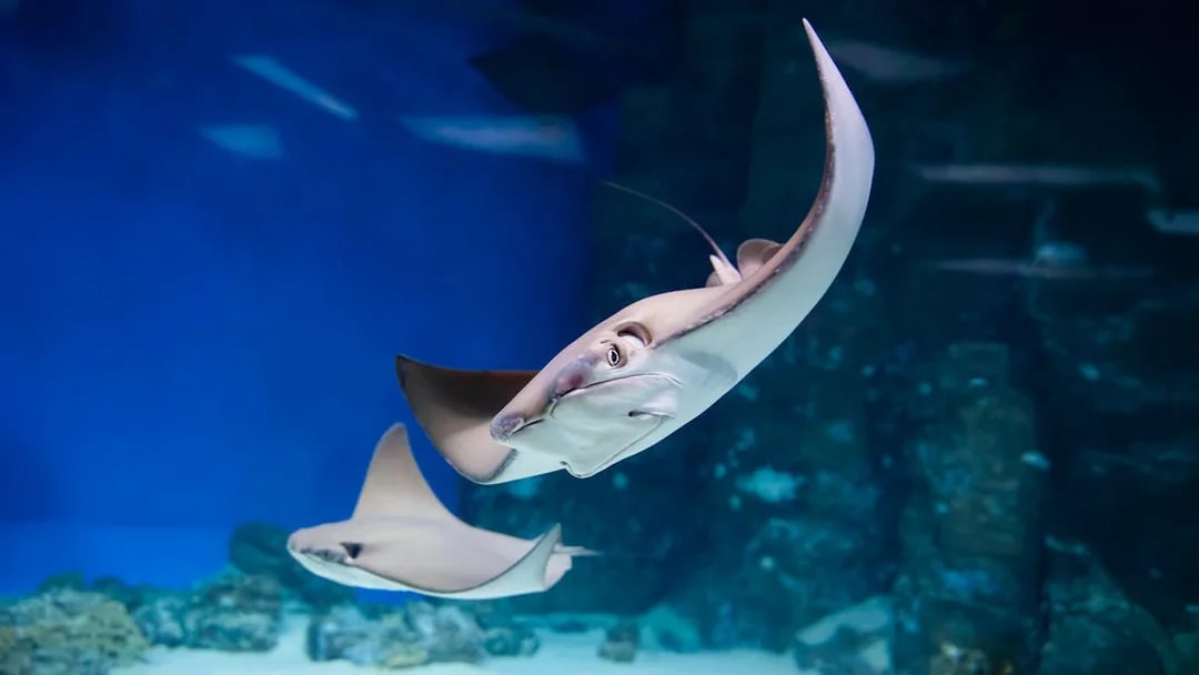 Stingrays swimming in an aquarium viewed from an underwater tunnel.