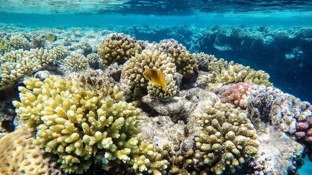 Coral reefs with fish in Langkawi Underwater World.