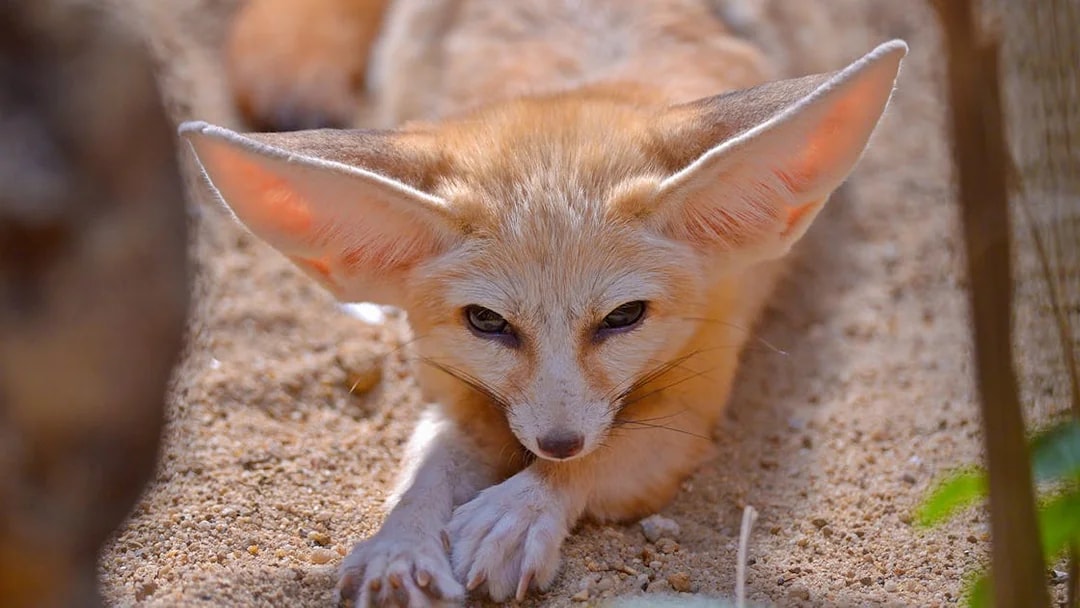 Fennec fox resting on sand at Langkawi Wildlife Park.
