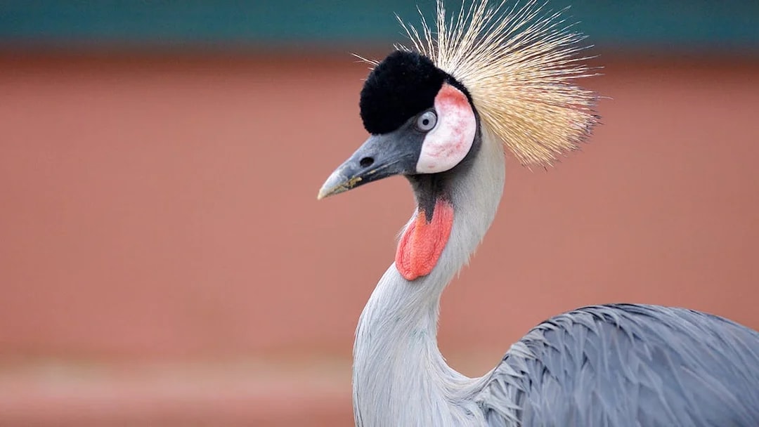 Crowned crane at Langkawi Wildlife Park.