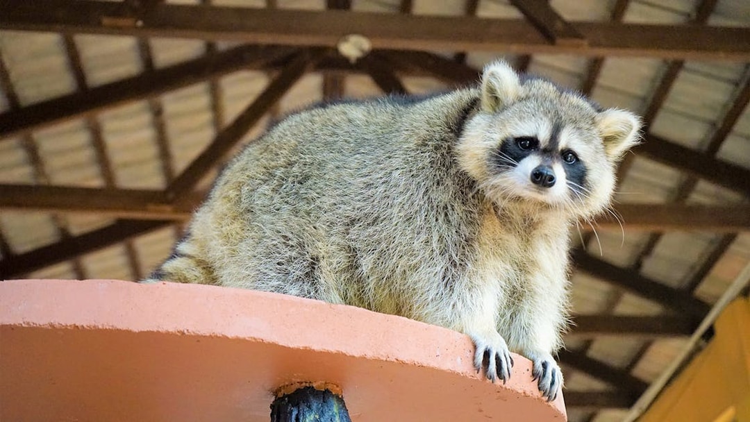 Raccoon perched on a platform at Langkawi Wildlife Park.