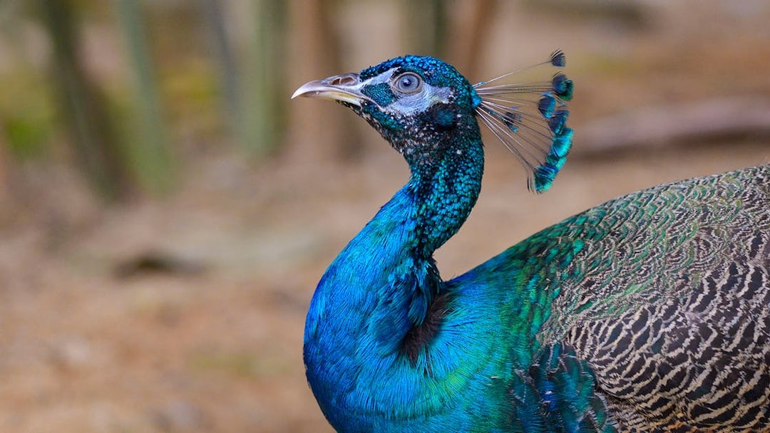 Peacock at Langkawi Wildlife Park.