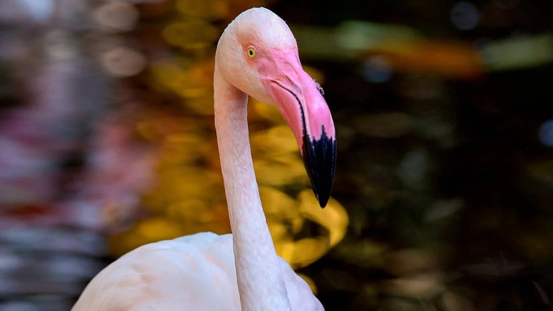 Flamingo at Langkawi Wildlife Park, part of Combo: Splash Out tour.
