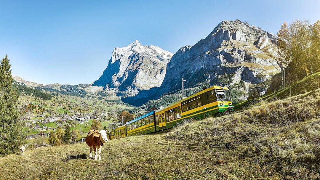 Train traveling through Swiss Alps with Jungfrau in the background, cow grazing nearby.