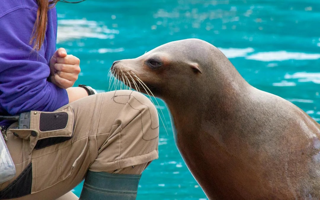 LEGOLAND® California + Water Park + SEA LIFE Aquarium: 2-Day Tickets Image 8