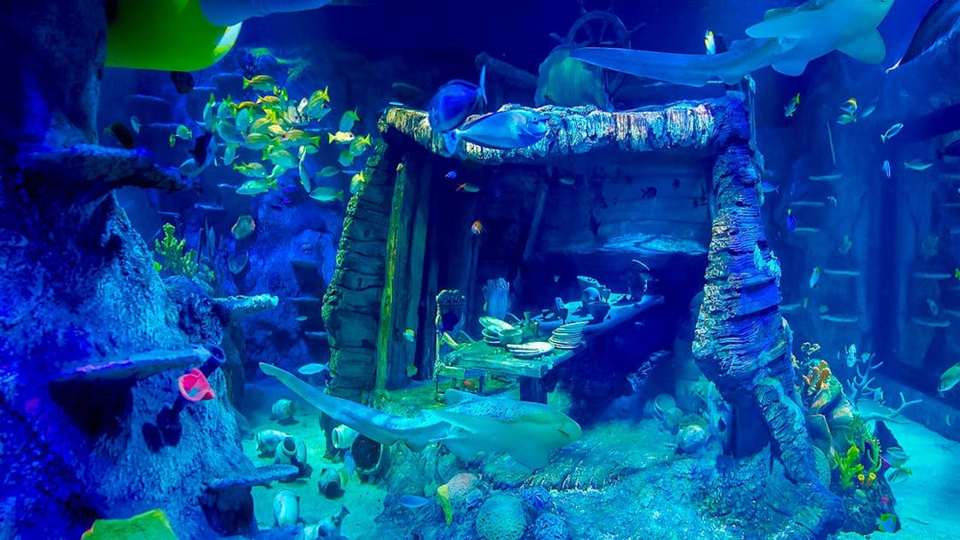 Underwater shipwreck dining scene at Sea Life Aquarium, Legoland Malaysia, with fish swimming around.