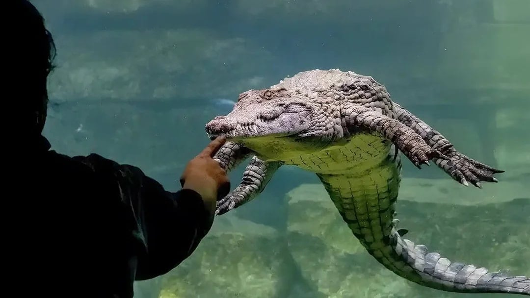 Man interacting with crocodile at Crocodile Park, Dubai.