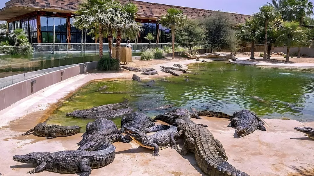 Sunbathing crocodiles by a pond at Dubai Crocodile Park.