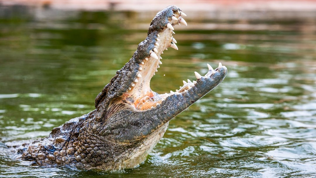 Nile crocodile with open mouth in water.