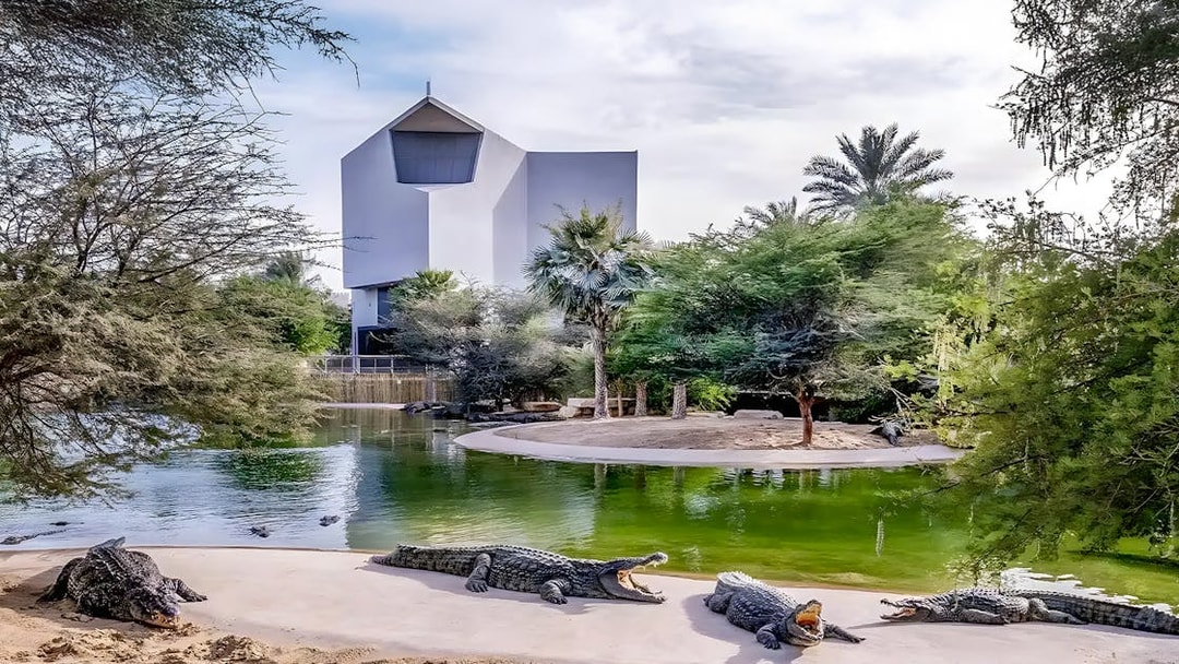 Crocodiles by a pond at Dubai Crocodile Park with modern building in background.