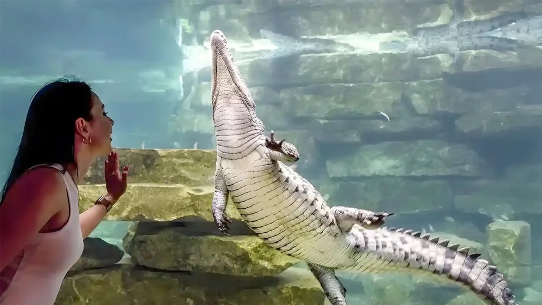 Woman observing a crocodile underwater at Dubai Crocodile Park.