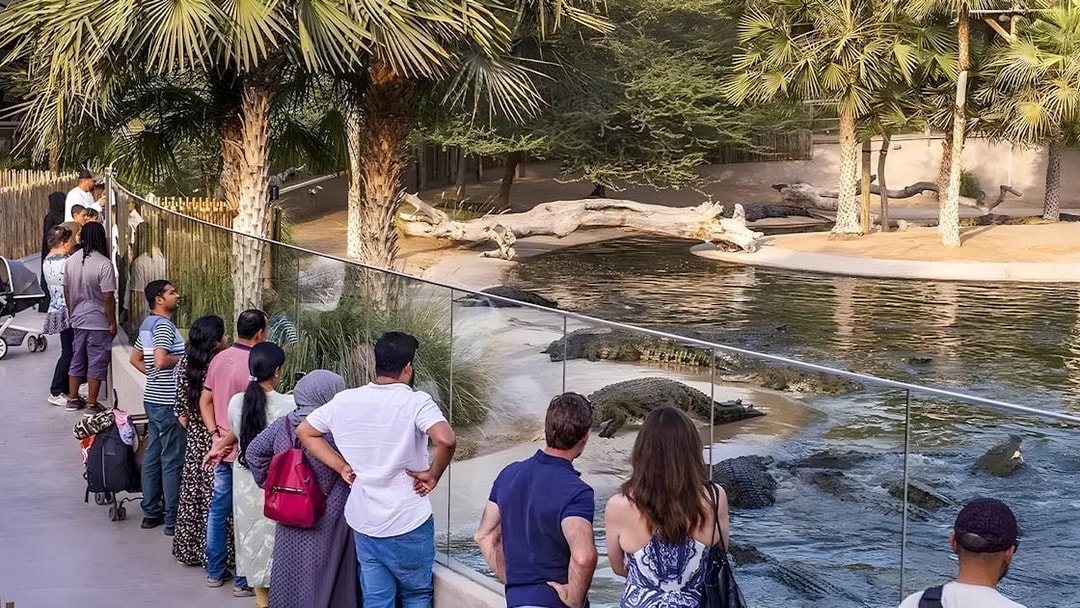 Visitors observing crocodiles at Dubai Crocodile Park behind a glass barrier.