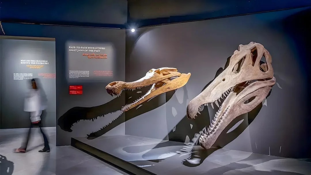 Dinosaur skulls displayed at Natural History Museum, Dubai Crocodile Park exhibit.