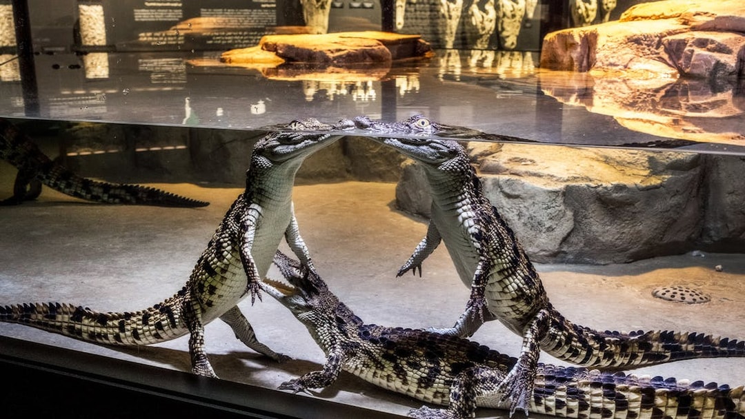 Young crocodiles interacting in an immersive aquarium exhibit.