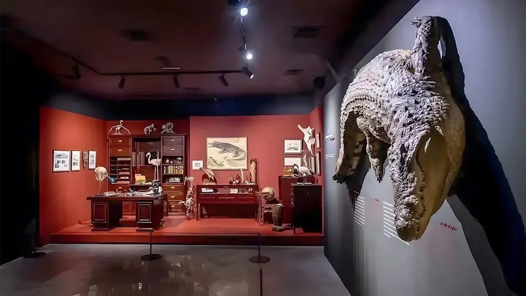 Natural History Museum exhibit with crocodile display and vintage study setup.