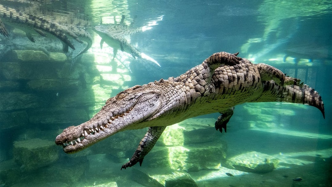 Crocodile swimming in an immersive aquarium setup with rocky underwater environment.