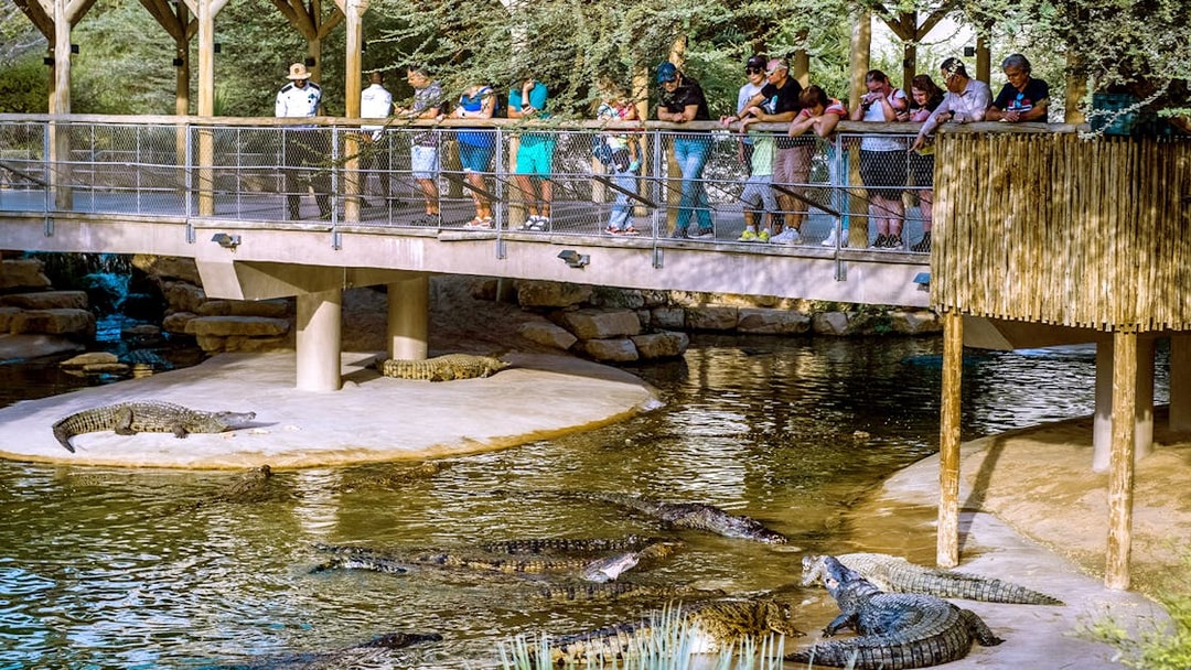 Nile crocodiles in a recreated natural habitat with visitors observing from a bridge.