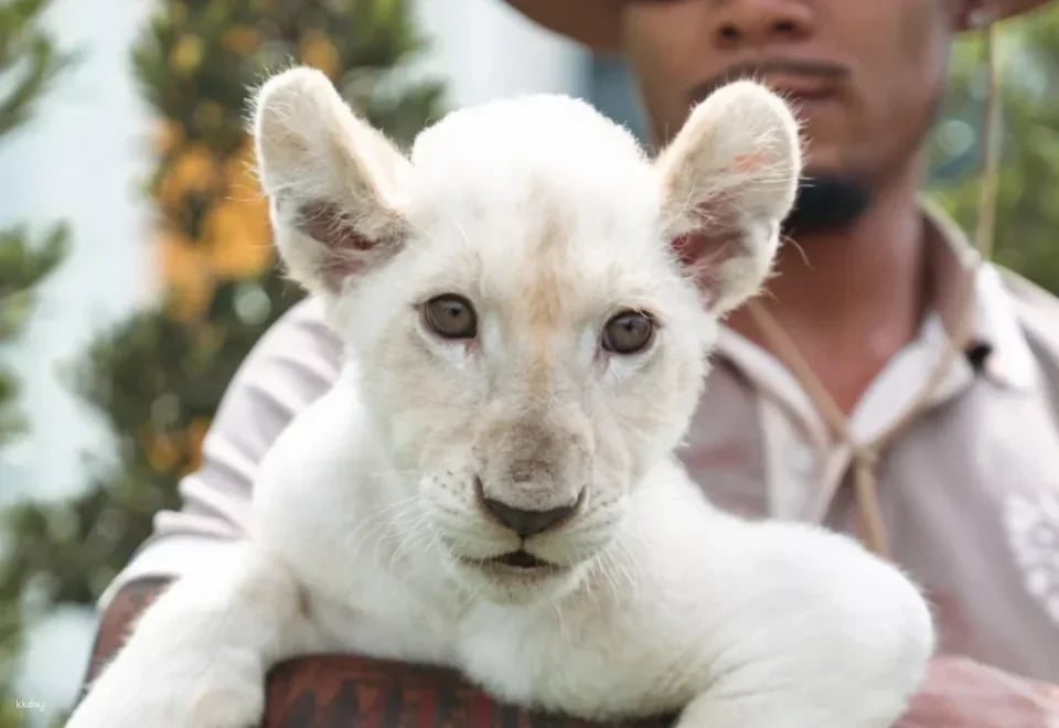 Lion Land Phuket Admission Ticket | Thailand