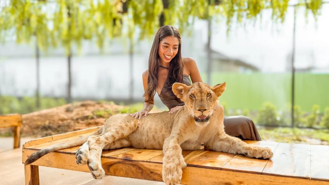 Young woman sitting with a lion at Lion Land Phuket.