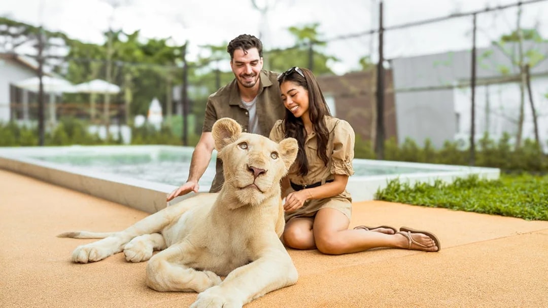 Couple sitting with a lioness at Lion Land Phuket.